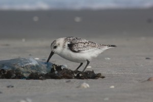 Donna Antonia drietenige strandloper