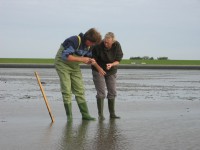 Vislijntje op het wad