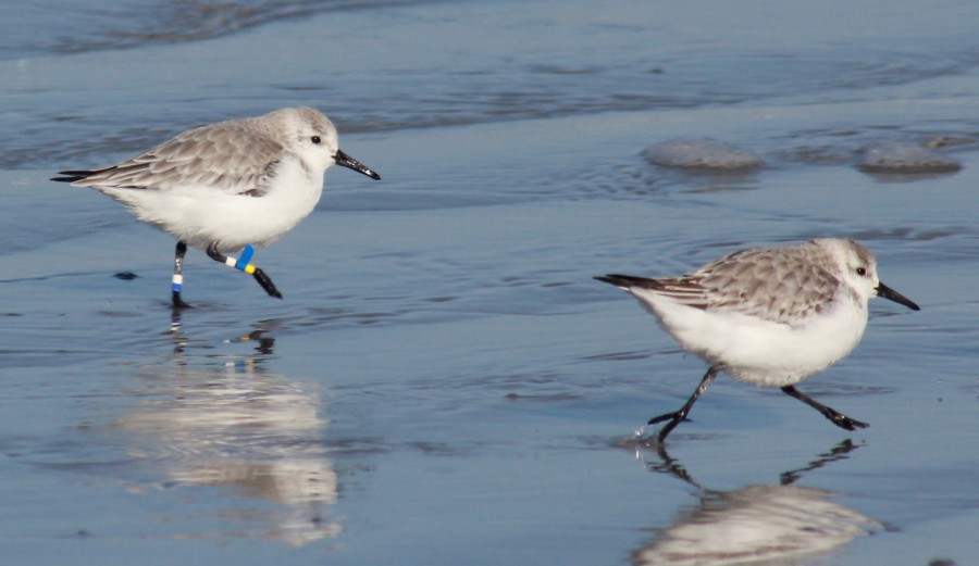 drieteenstrandloper met kleurringen