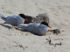 visdiefjes op nest