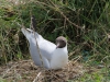 kokmeeuw op nest