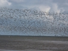 steltlopers op Ameland