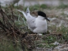 grote stern op nest