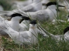 grote stern op nest