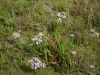 Zee-aster Ameland