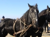 Friese paarden Ameland reddingsboot