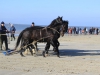 Paarden Ameland reddingsboot