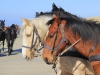 Paarden Ameland