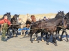 Paarden reddingsboot uit zee Ameland