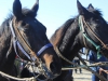 Volbloed paarden Ameland