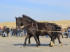 paarden reddingsboot Ameland