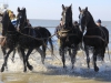 paarden uit zee Ameland Donna Antonia
