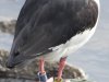 geringde scholekster  op Ameland