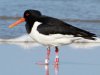 geringde scholekster  op Ameland