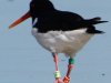 geringde scholekster  op Ameland