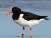 geringde scholekster  op Ameland