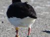 geringde scholekster  op Ameland