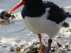 geringde scholekster  op Ameland