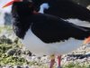 geringde scholekster  op Ameland