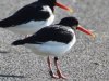 geringde scholekster  op Ameland Zwart-J-en-Geel-C