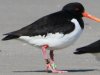 geringde scholekster  op Ameland lichtgroen-C-en-zwart-S