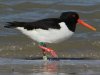 geringde scholekster  op Ameland lichtgroen-P-en-rood-H