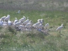 Lepelaars kolonie op Ameland