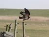 buizerd op Ameland