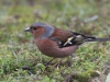 vink