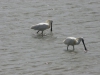 lepelaars op Ameland