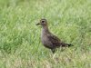 Goudplevier-Ameland-Donna-Antonia