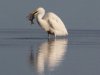 Grote-zilverreiger-Donna-Antonia