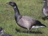 Gans-Ameland