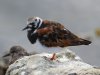 steenloper-waddendijk-Ameland