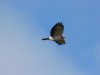 witte-buizerd-Ameland