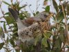 Kramsvogel-Ameland-1