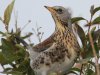 kramsvogel-Ameland-2