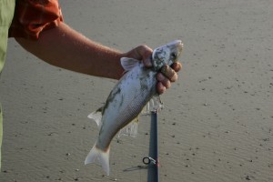 zeebaars op Ameland